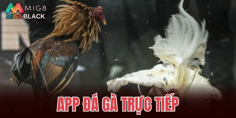 app đá gà trực tiếp