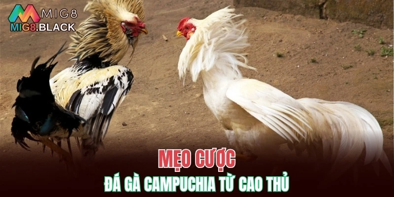 Mẹo cược đá gà Campuchia từ cao thủ