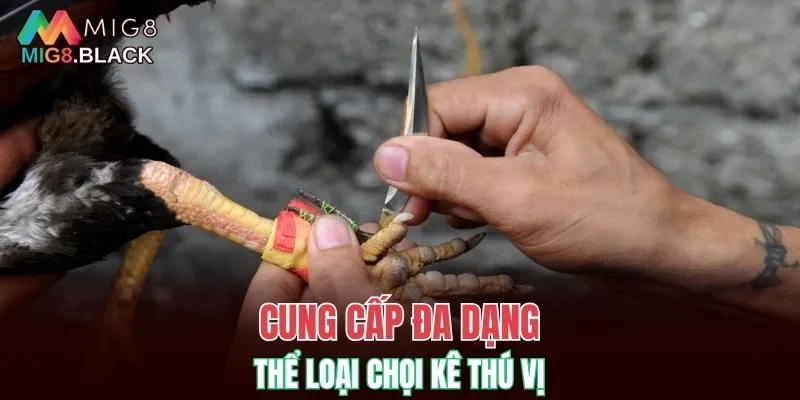 Cung cấp đa dạng thể loại chọi kê thú vị