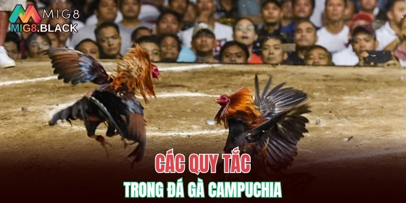 Các quy tắc trong đá gà Campuchia