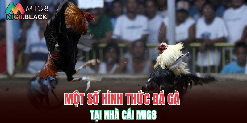 Một số hình thức đá gà tại nhà cái MIG8