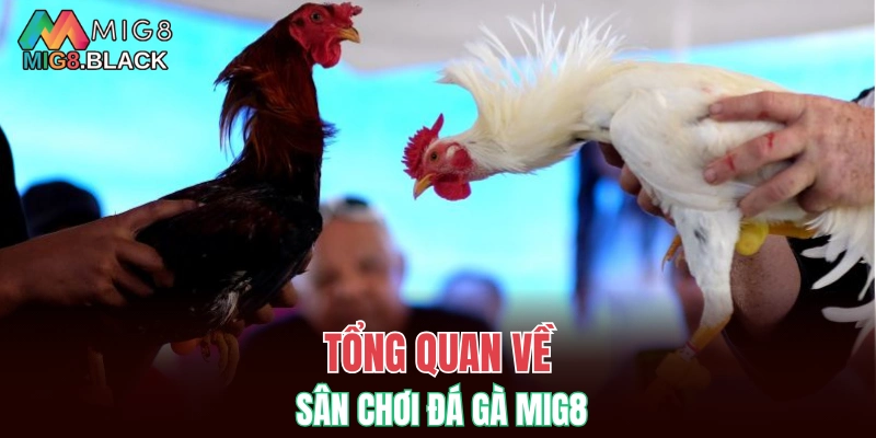 Tổng quan về sân chơi đá gà MIG8