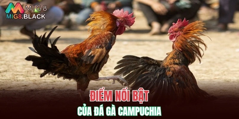 Điểm nổi bật của đá gà Campuchia